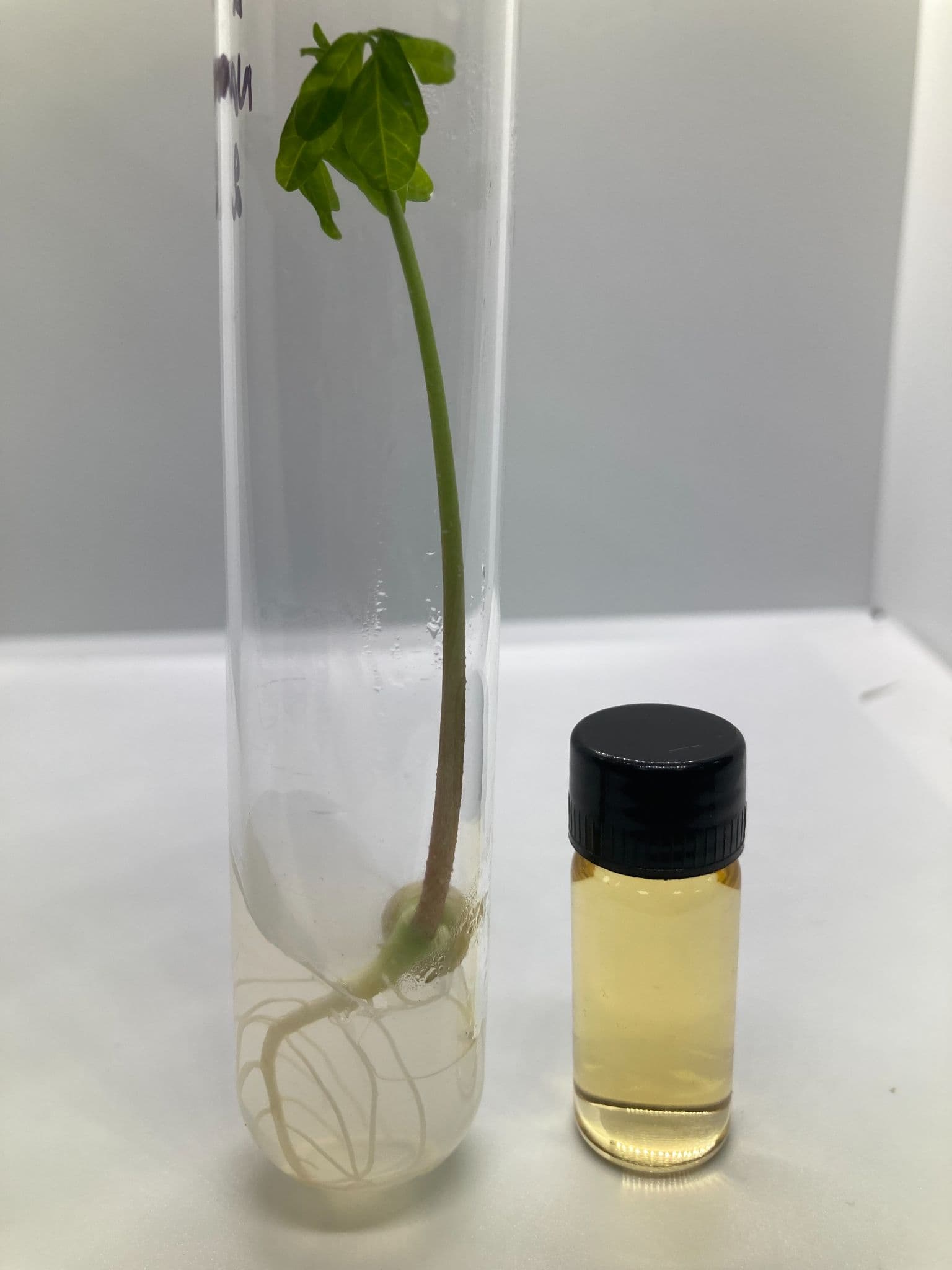 Moringa